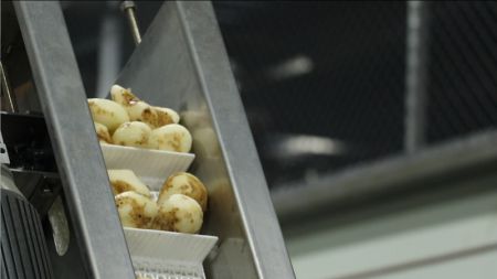 5. Feeding Conveyor for Slicing M/C